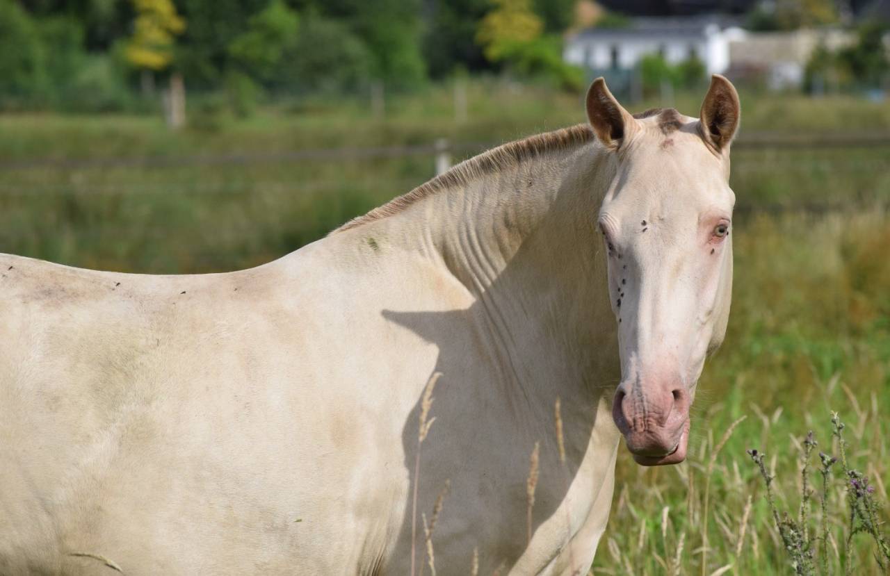 Cavalla Lusitano In vendita 2023 Perla ,  Xavante SS