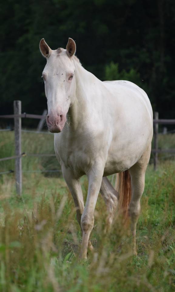 Cavalla Lusitano In vendita 2023 Perla ,  Xavante SS