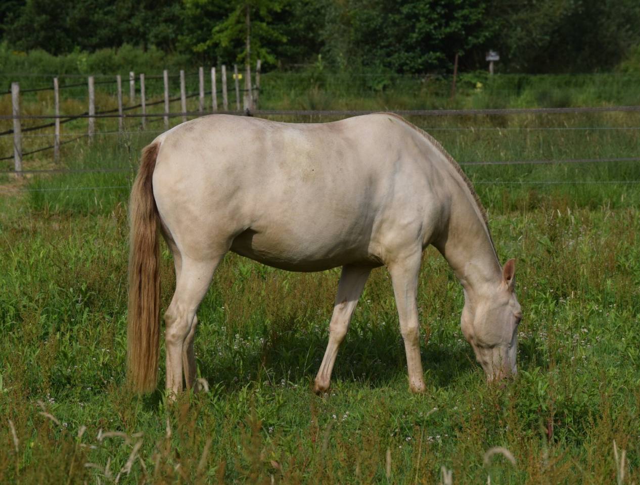 Cavalla Lusitano In vendita 2023 Perla ,  Xavante SS