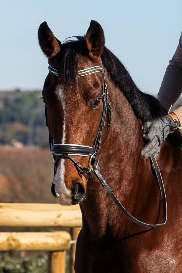 Castrone KWPN Cavallo da Sport Neerlandese In vendita 2019 Baio