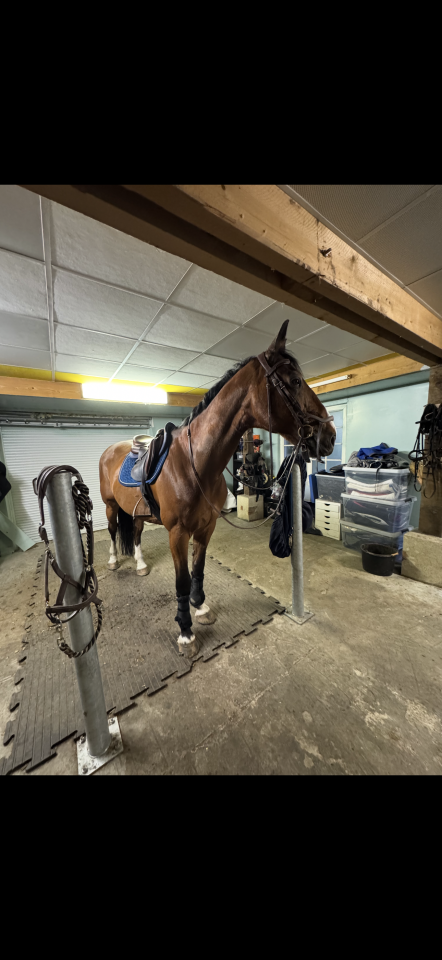Bella dimora equestre In vendita Loiret