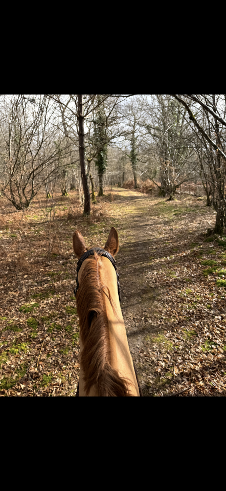 Bella dimora equestre In vendita Loiret