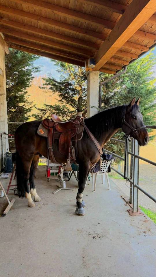 STALLONE QUARTER HORSE 