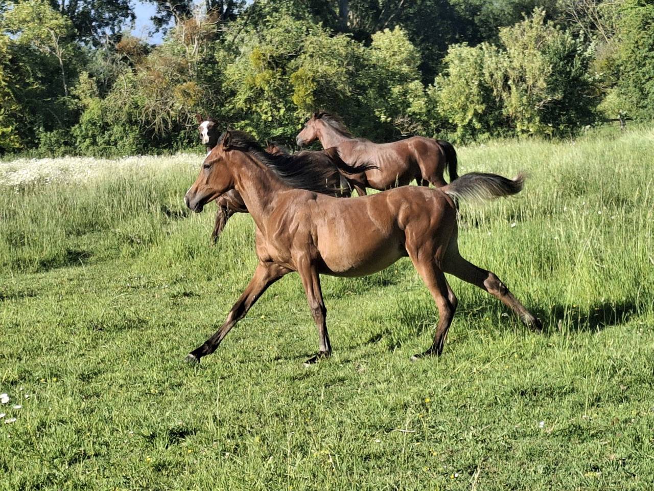 Puledro Purosangue Arabo In vendita 2025 Baio ,  Assouan oriental