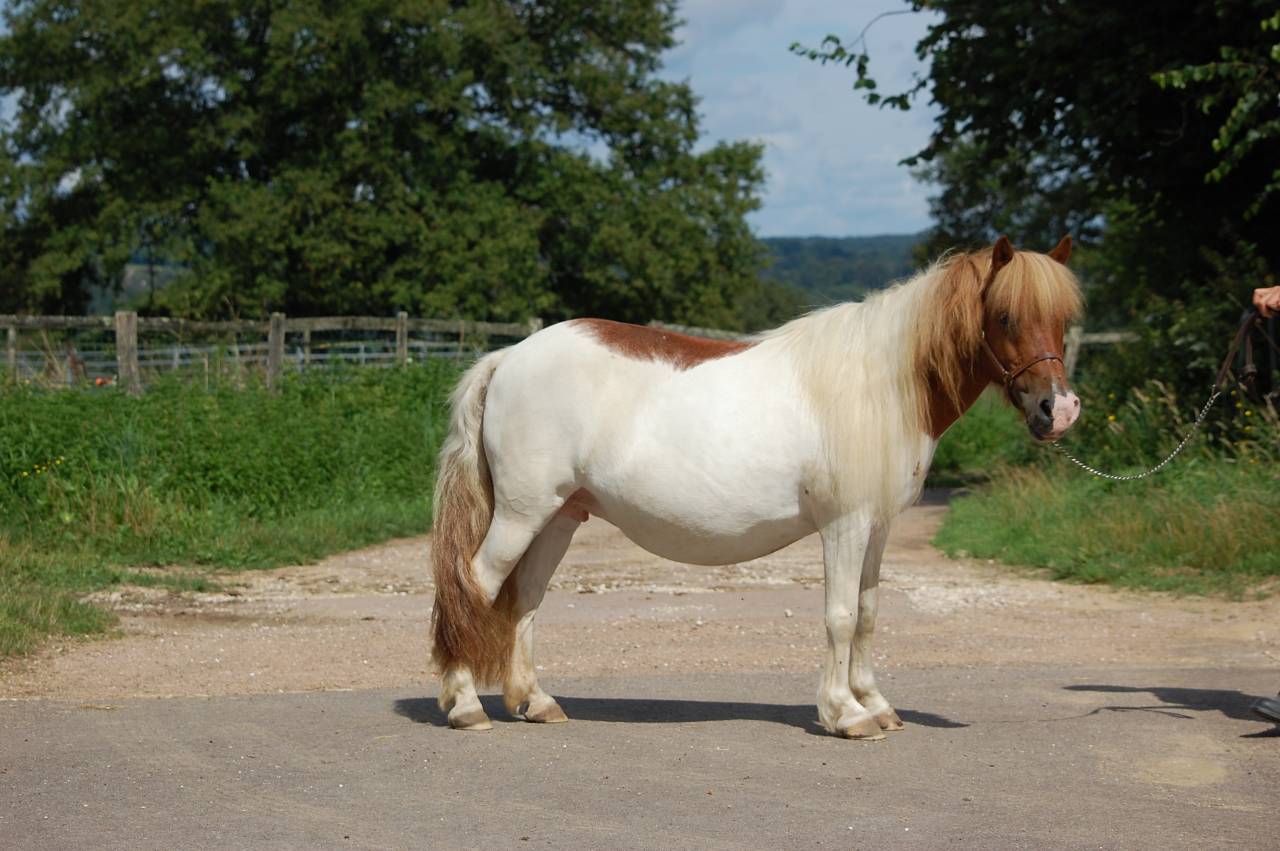 Cavalla Shetland In vendita 2008 Pezzato ,  TOMMIE VD SLEUTELHOF