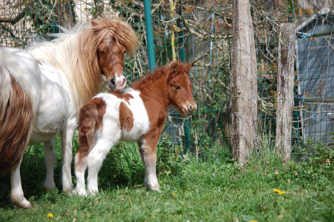 Cavalla Shetland In vendita 2008 Pezzato ,  TOMMIE VD SLEUTELHOF