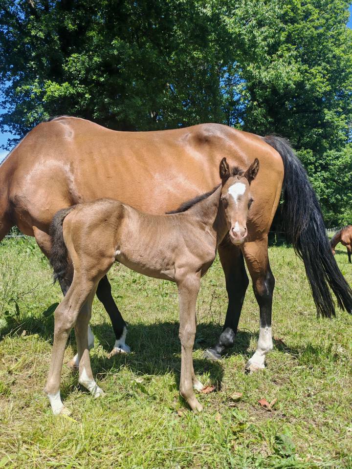 Puledra Origine non conosciuta  In vendita 2026 Champagne ,  Goldenboy de Letrecas