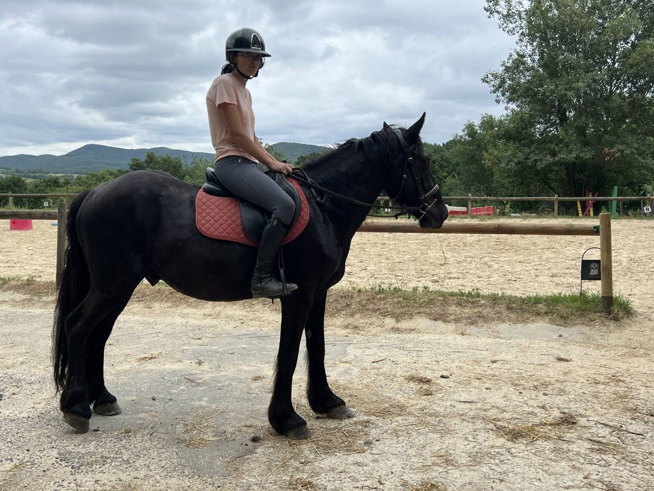 Castrone M&eacute;rens In vendita 2022 Nero ,  Pegazz des gesquis
