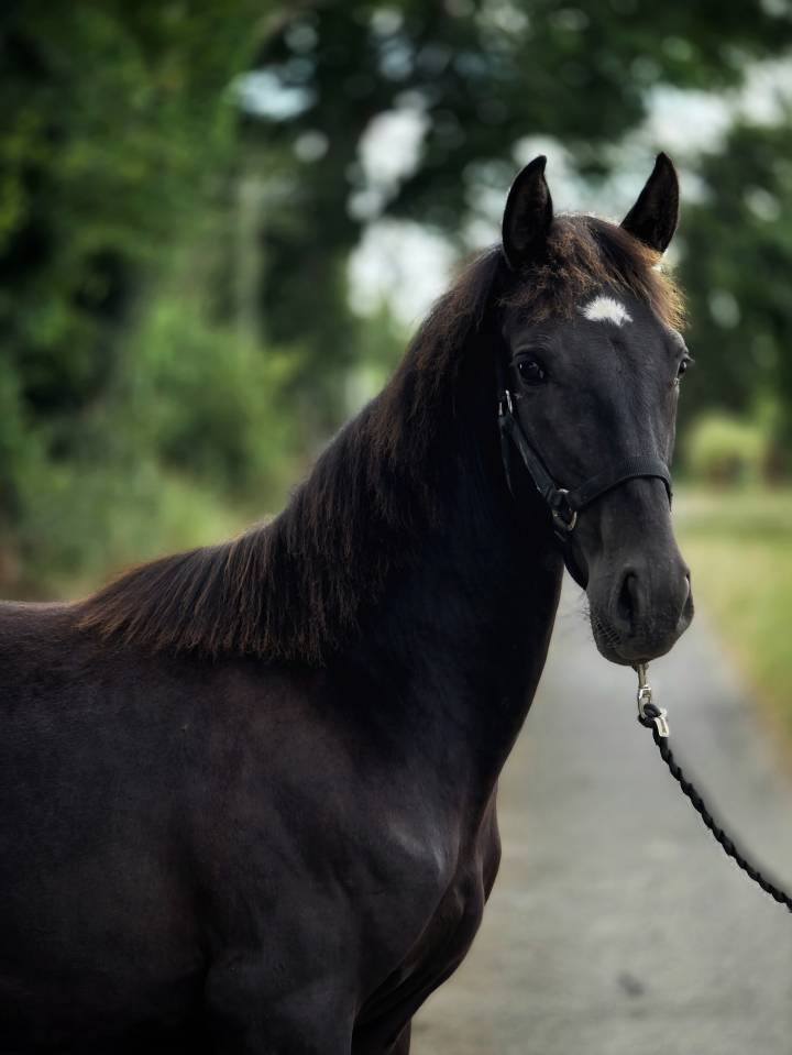 Cavalla Paint Horse In vendita 2025 Nero