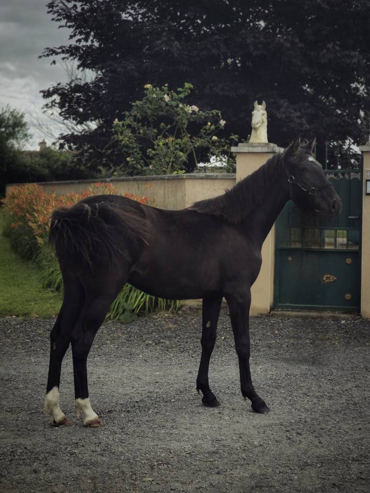 Cavalla Paint Horse In vendita 2025 Nero