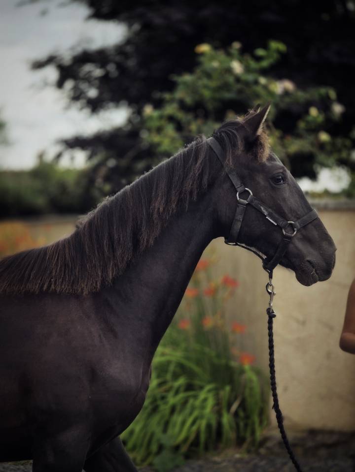 Cavalla Paint Horse In vendita 2025 Nero