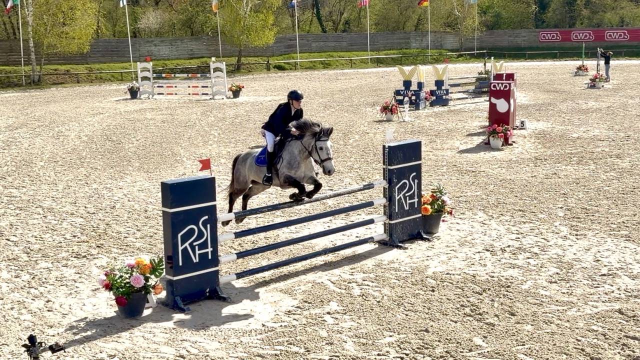 Castrone Origine non conosciuta  In vendita 2017 Grigio ,  TRESOR