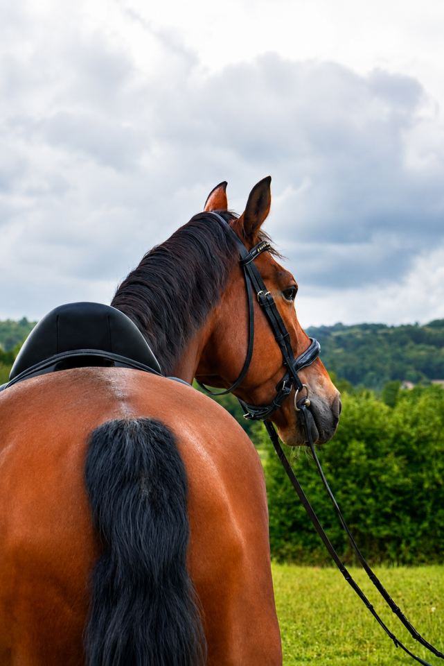 Castrone KWPN Cavallo da Sport Neerlandese In vendita 2014 Baio