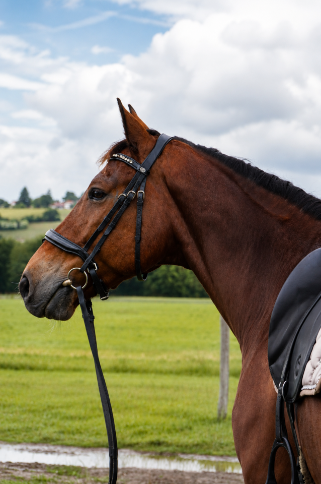 Castrone KWPN Cavallo da Sport Neerlandese In vendita 2014 Baio