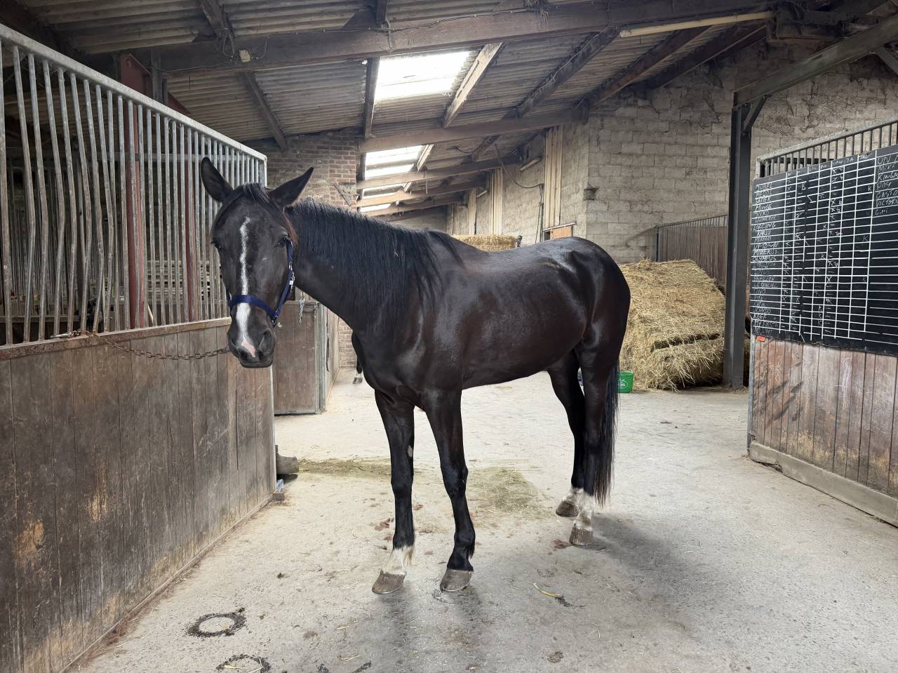Castrone Trottatore Francese In vendita 2022 Nero
