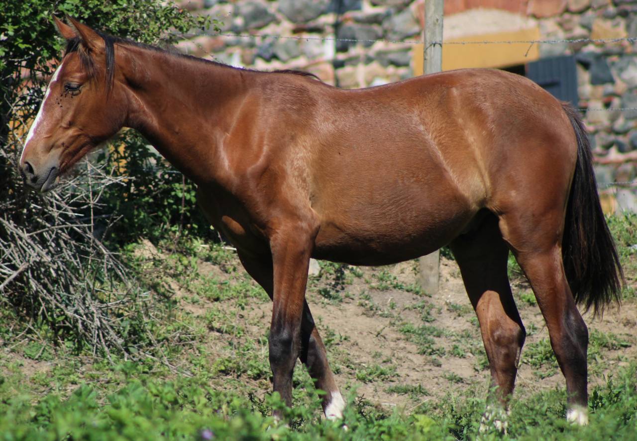 Castrone PRE Andaluso In vendita 2025 Baio