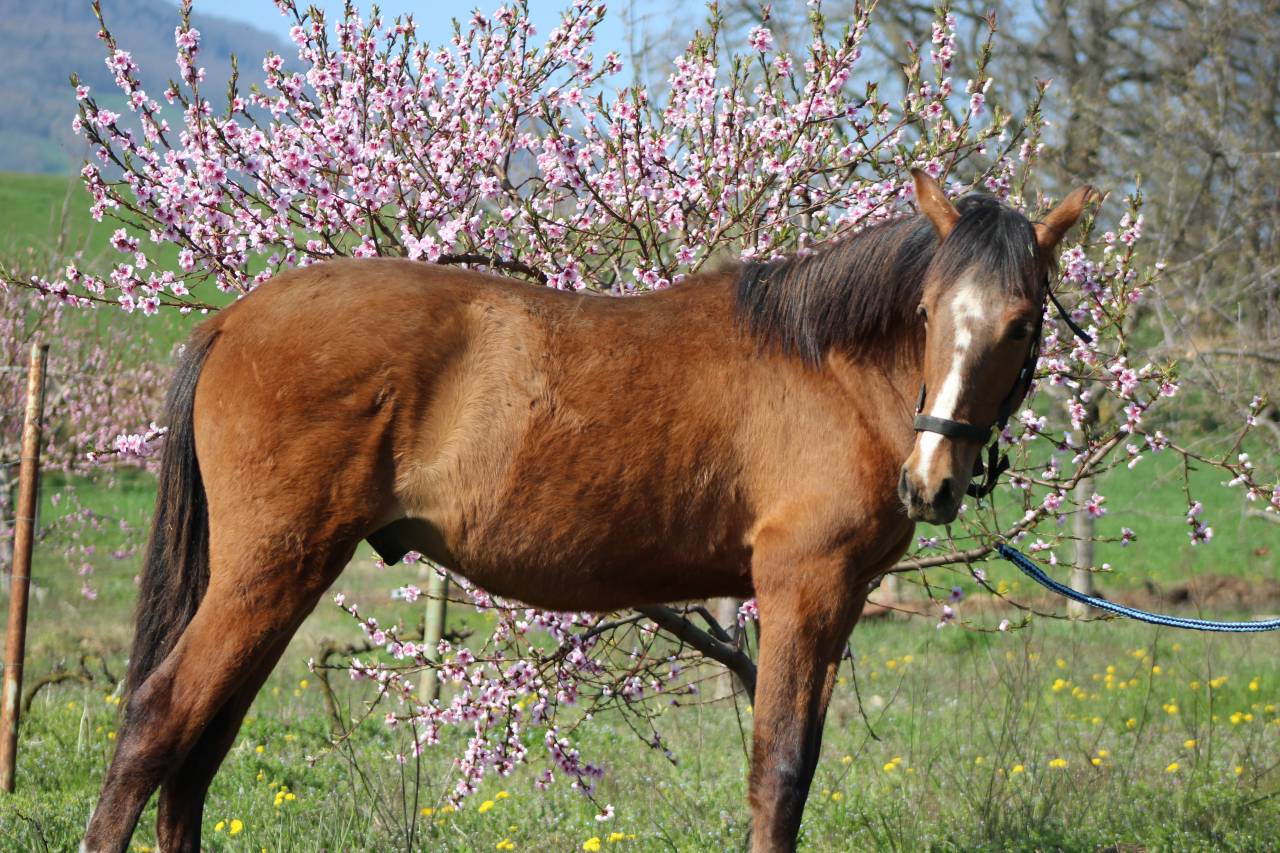Castrone PRE Andaluso In vendita 2025 Baio