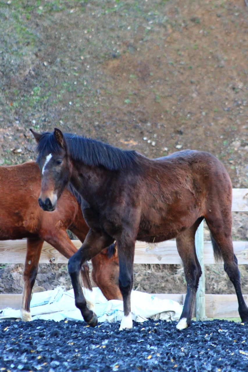 Castrone PRE Andaluso In vendita 2025 Baio scuro