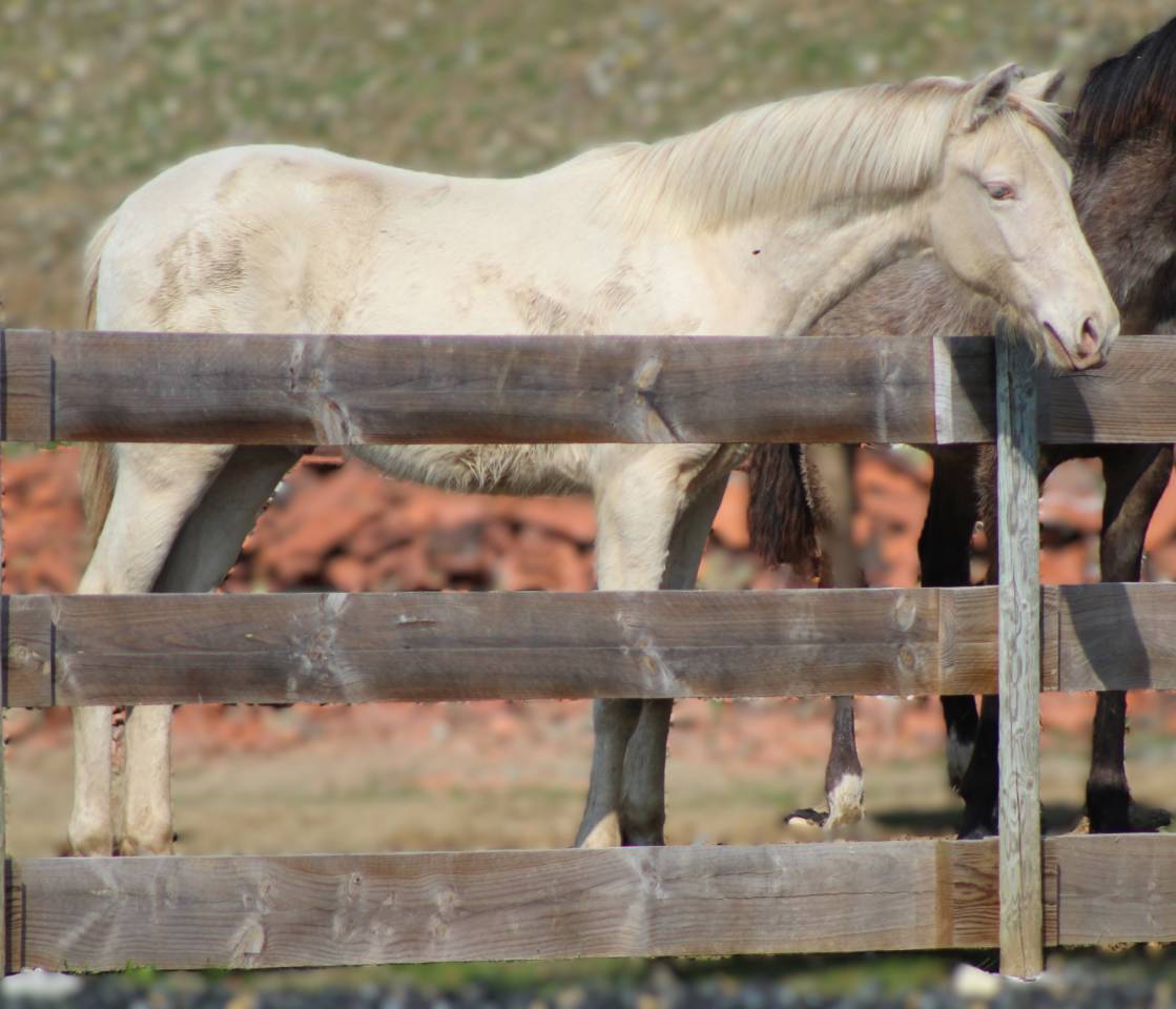 Castrone PRE Andaluso In vendita 2025 Cremello