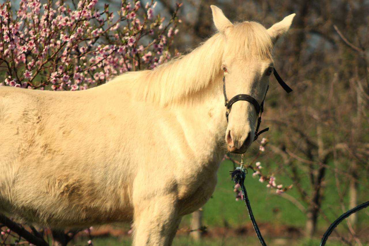 Castrone PRE Andaluso In vendita 2025 Cremello