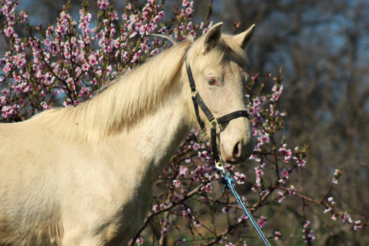 Castrone PRE Andaluso In vendita 2025 Cremello