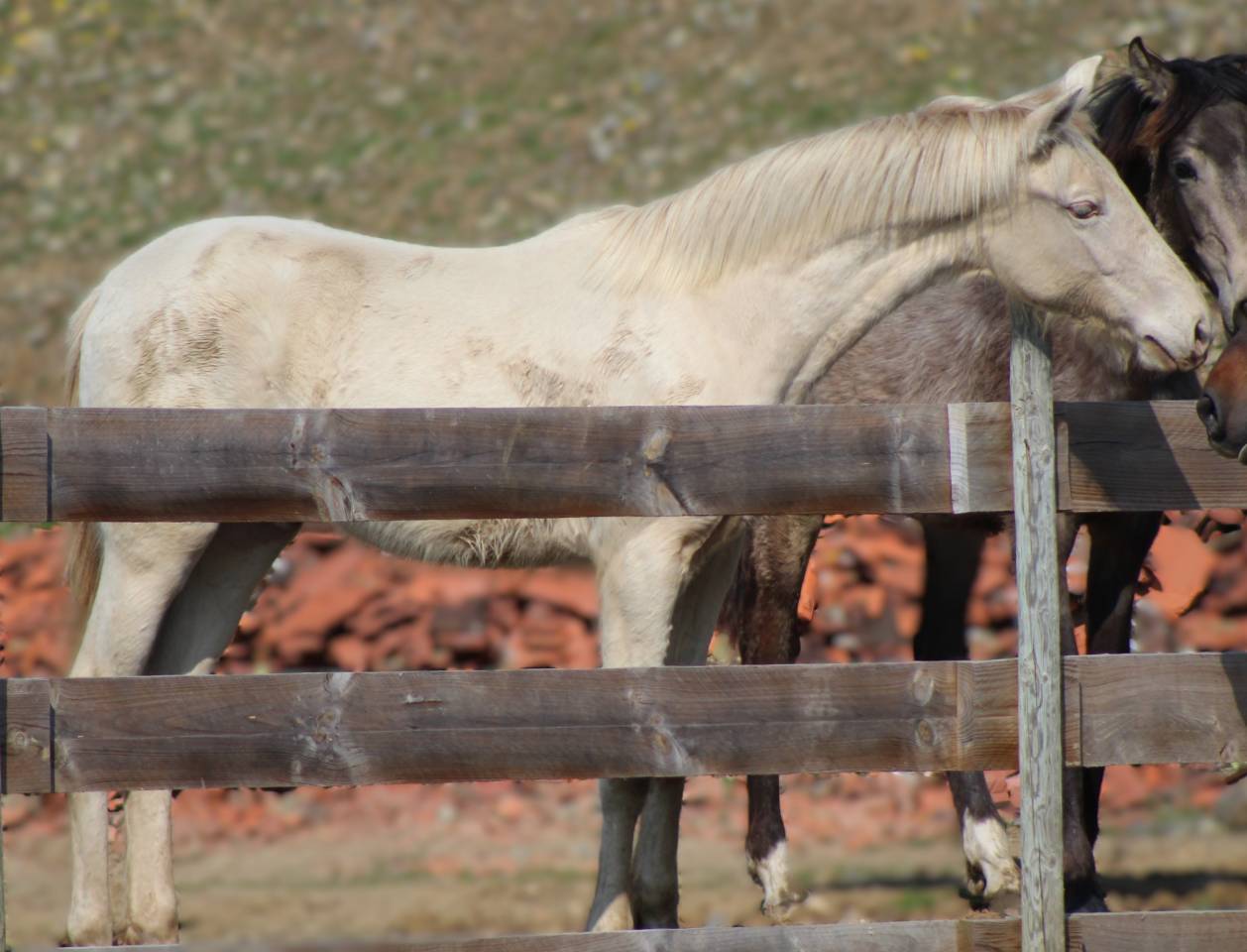 Castrone PRE Andaluso In vendita 2025 Cremello