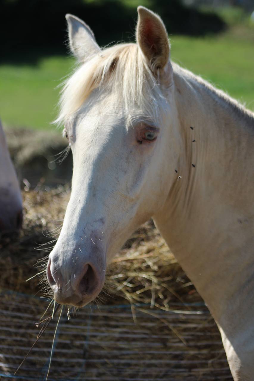 Castrone PRE Andaluso In vendita 2025 Cremello