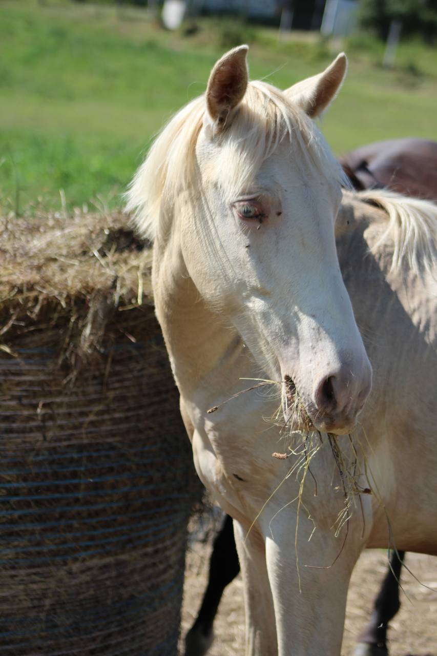 Castrone PRE Andaluso In vendita 2025 Cremello
