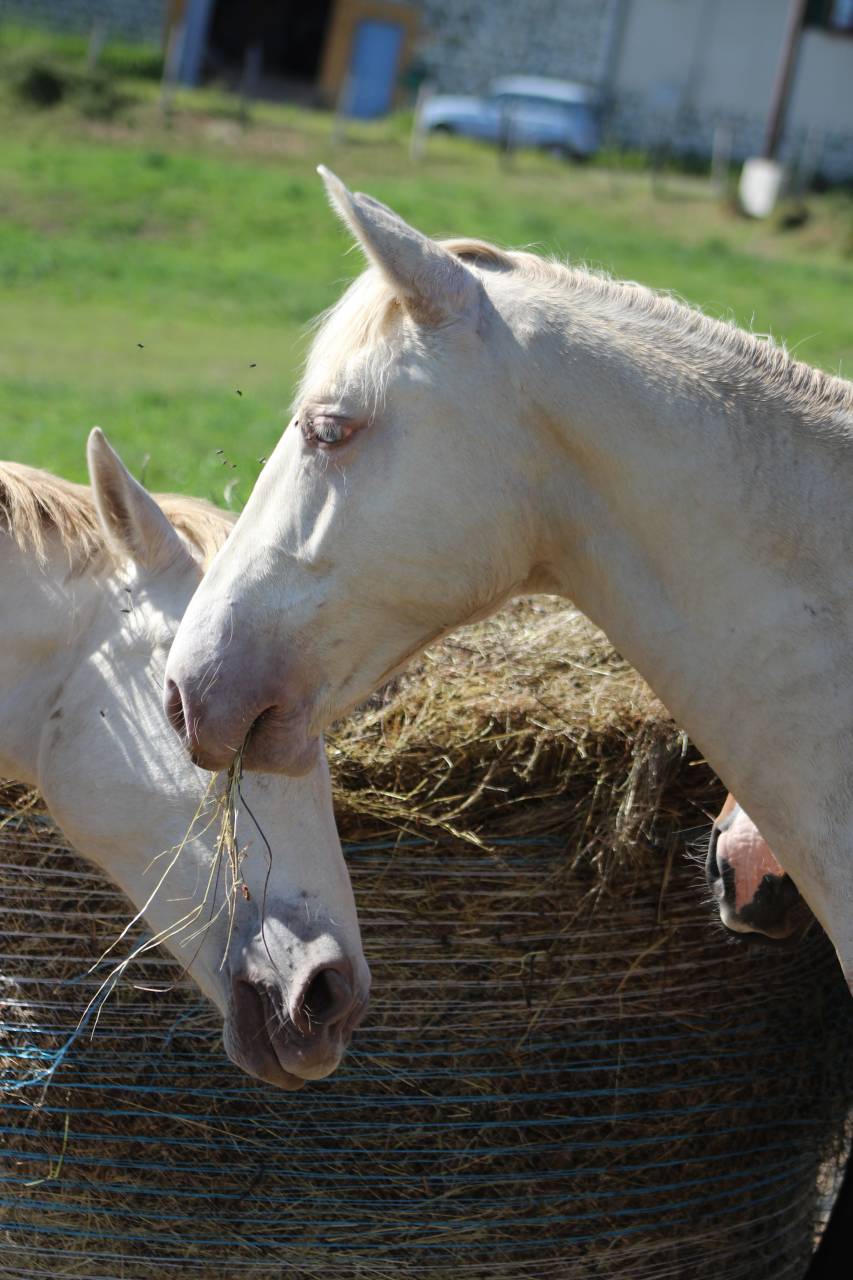 Castrone PRE Andaluso In vendita 2025 Cremello