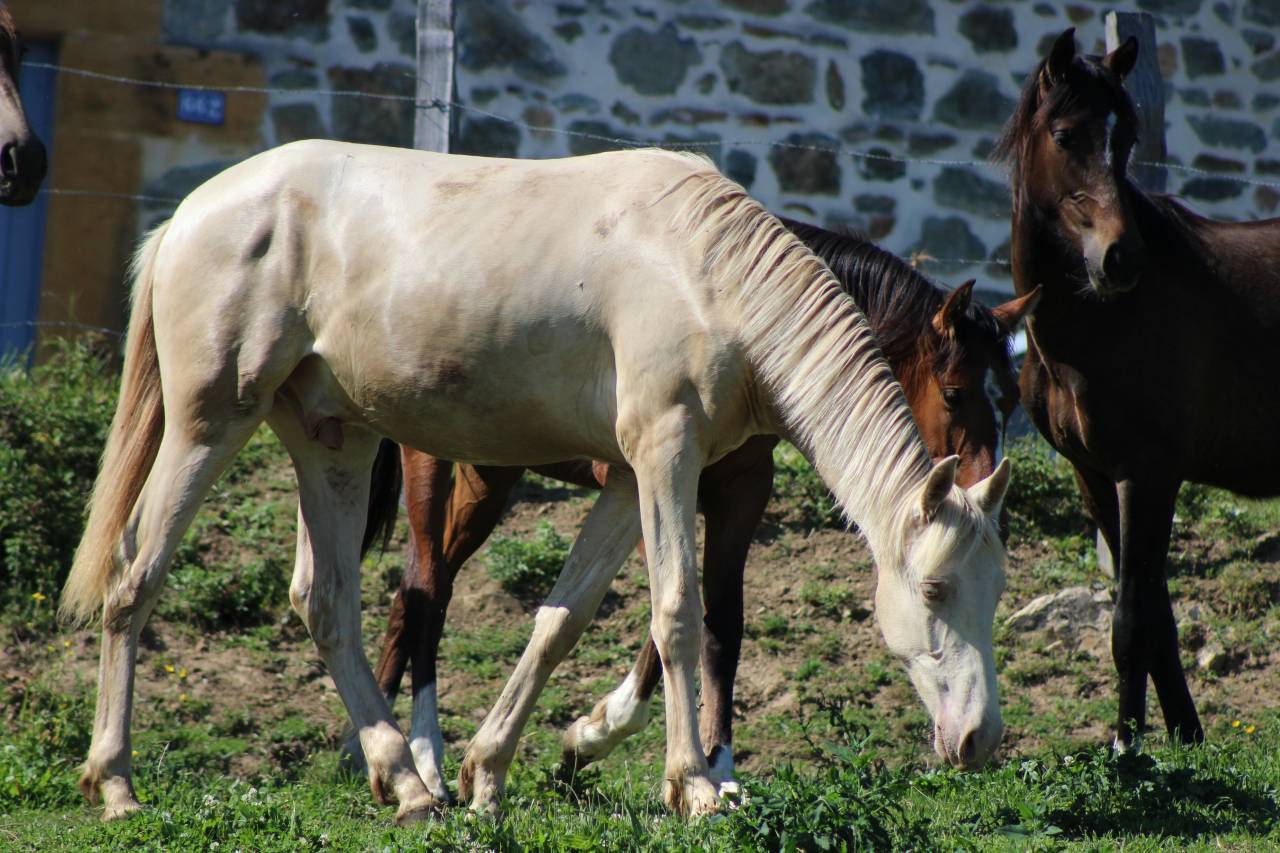 Castrone PRE Andaluso In vendita 2025 Cremello