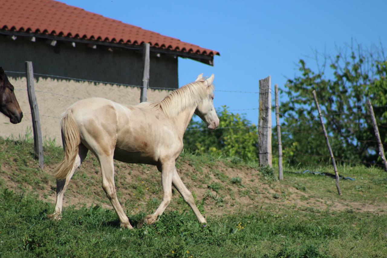 Castrone PRE Andaluso In vendita 2025 Cremello
