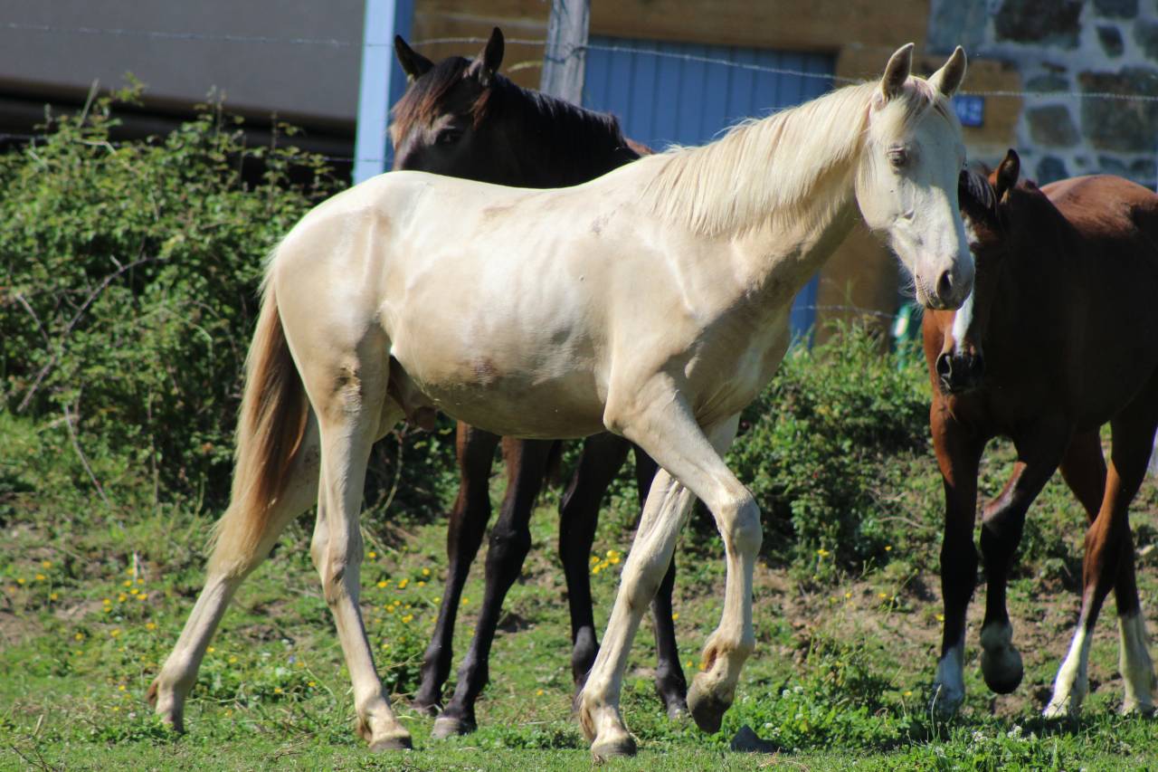Castrone PRE Andaluso In vendita 2025 Cremello