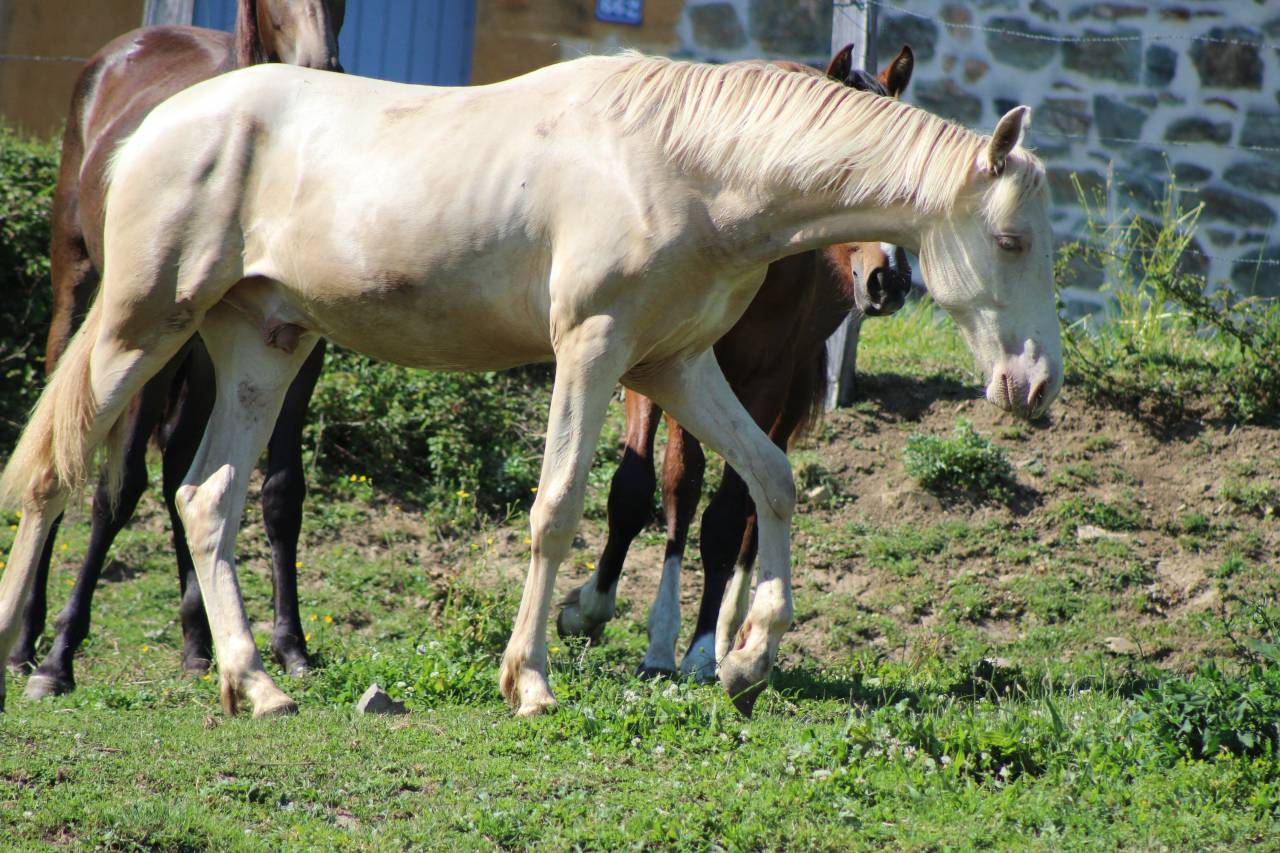 Castrone PRE Andaluso In vendita 2025 Cremello