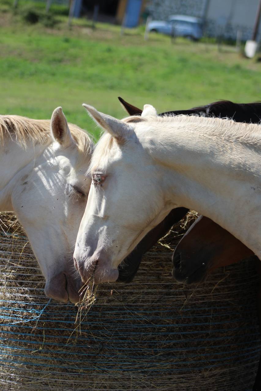 Castrone PRE Andaluso In vendita 2025 Cremello