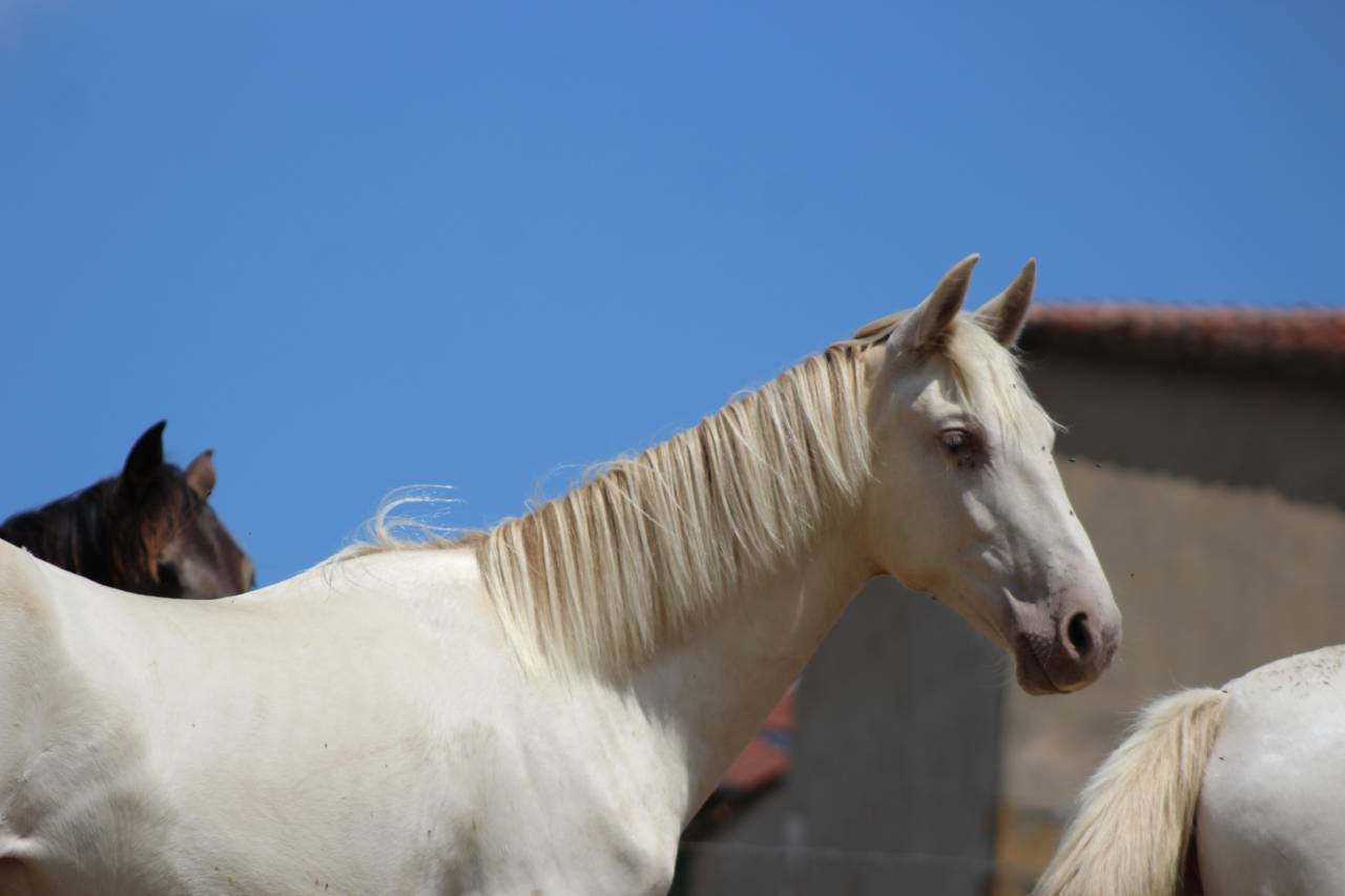 Castrone PRE Andaluso In vendita 2025 Cremello