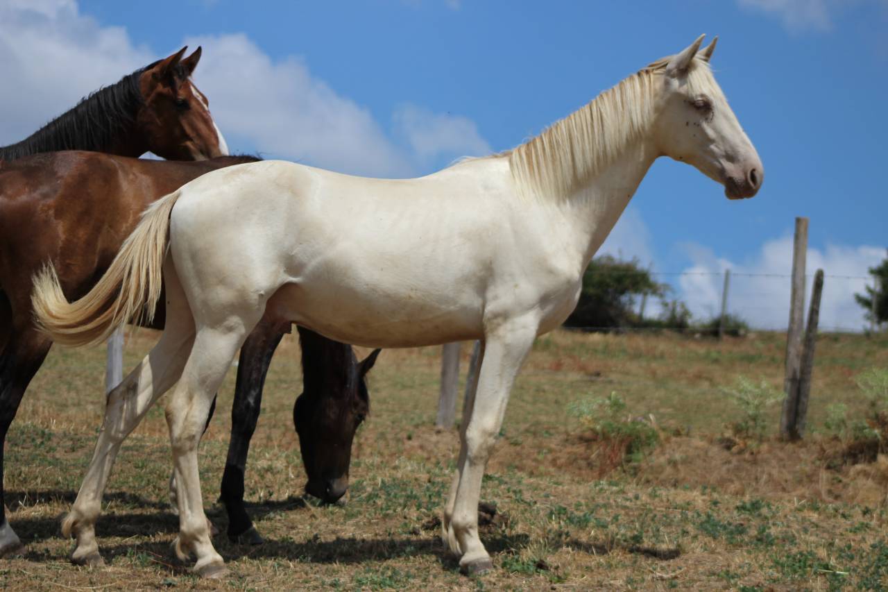 Castrone PRE Andaluso In vendita 2025 Cremello