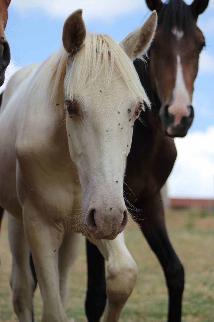 Castrone PRE Andaluso In vendita 2025 Cremello