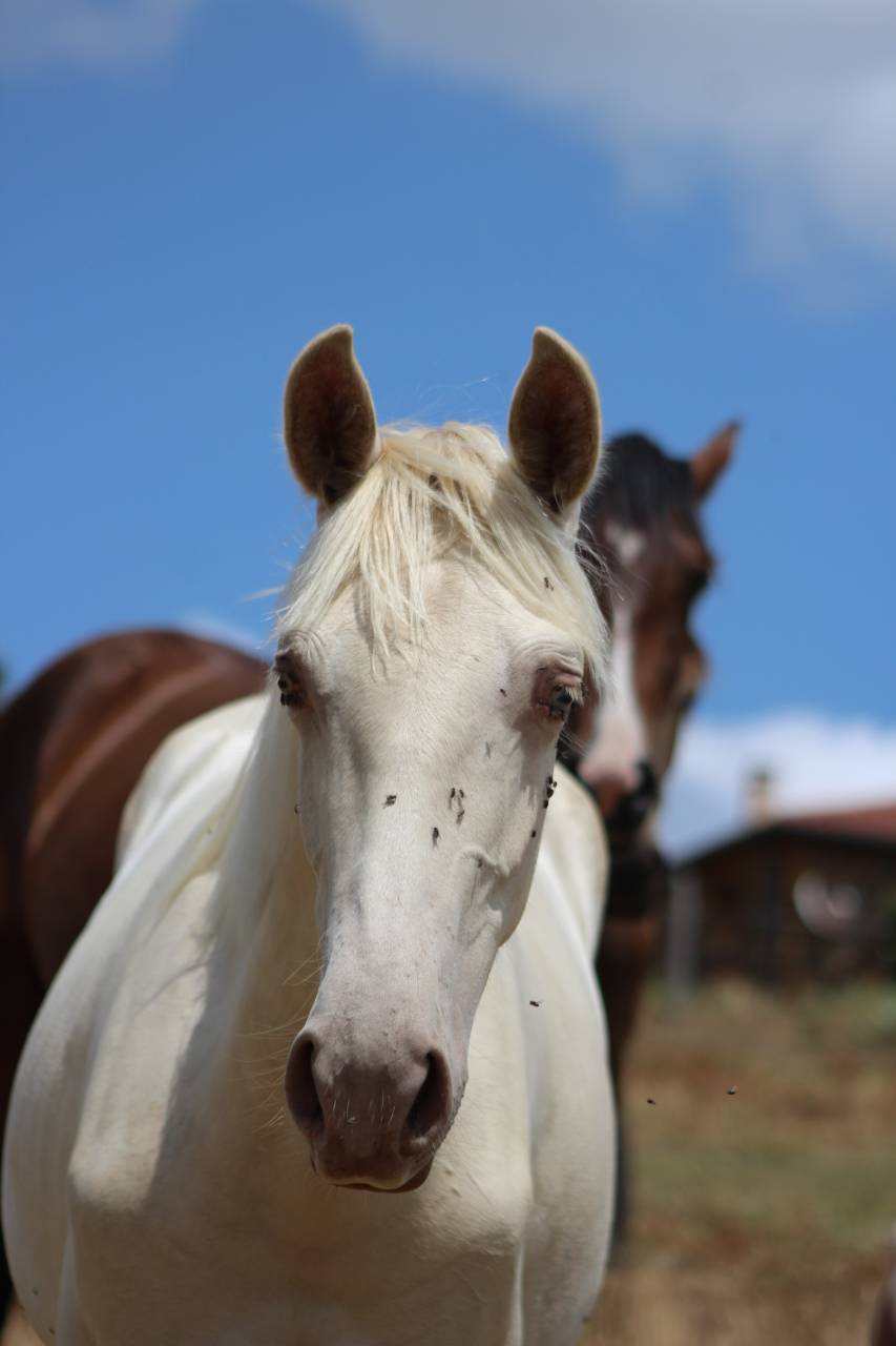 Castrone PRE Andaluso In vendita 2025 Cremello