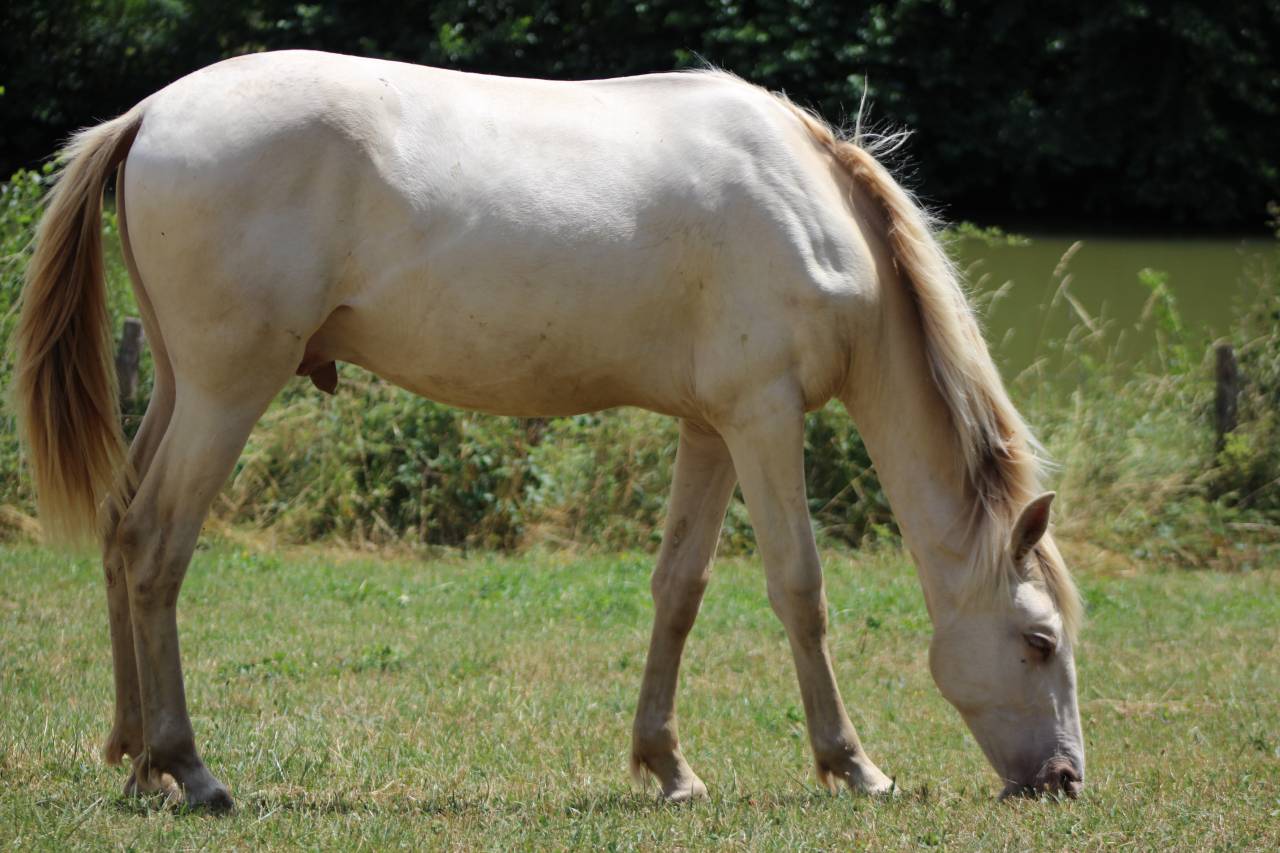 Castrone PRE Andaluso In vendita 2025 Cremello