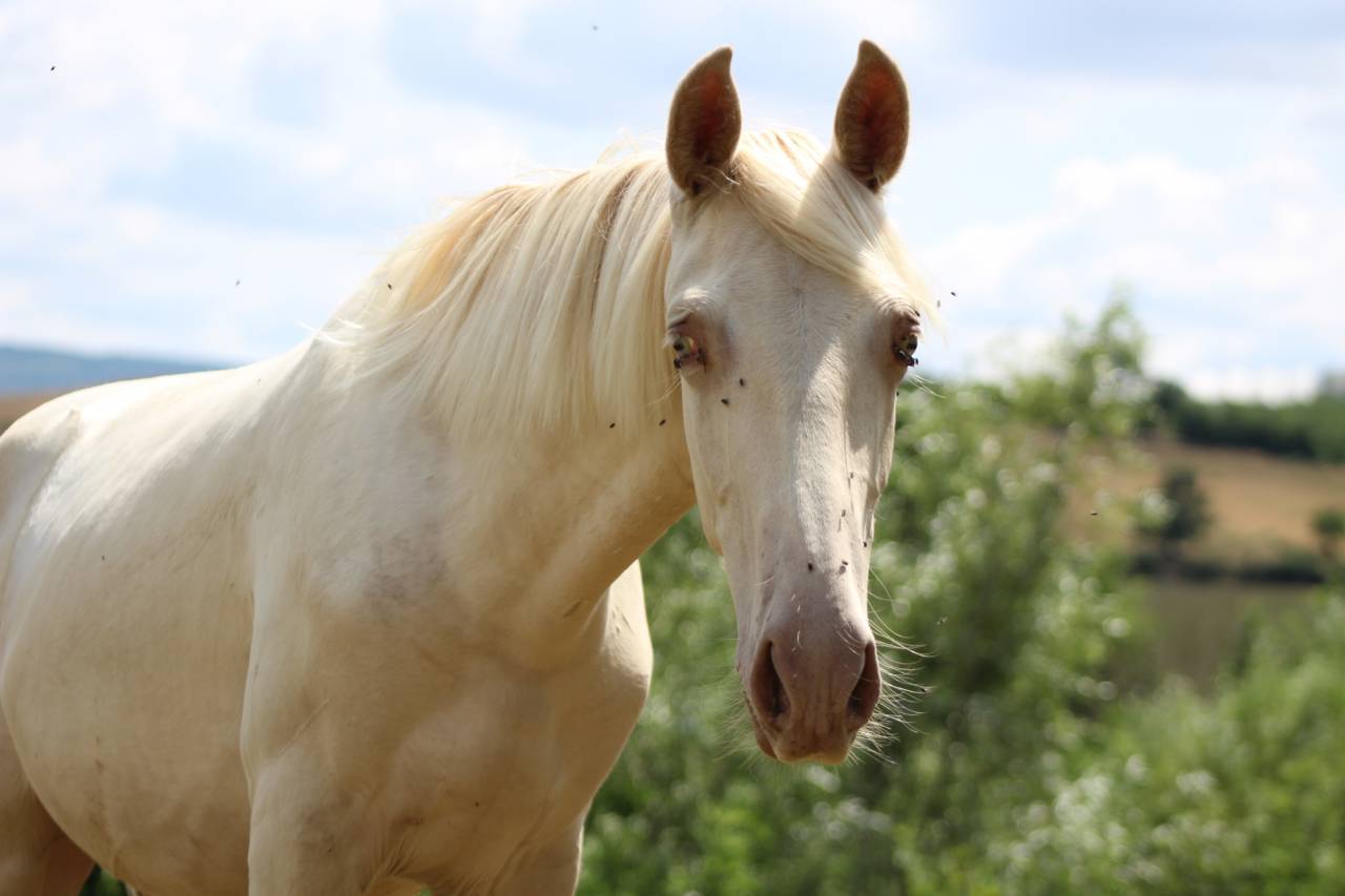 Castrone PRE Andaluso In vendita 2025 Cremello