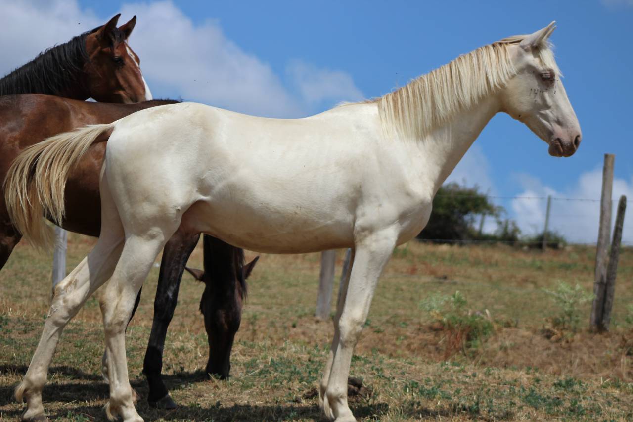 Castrone PRE Andaluso In vendita 2025 Cremello