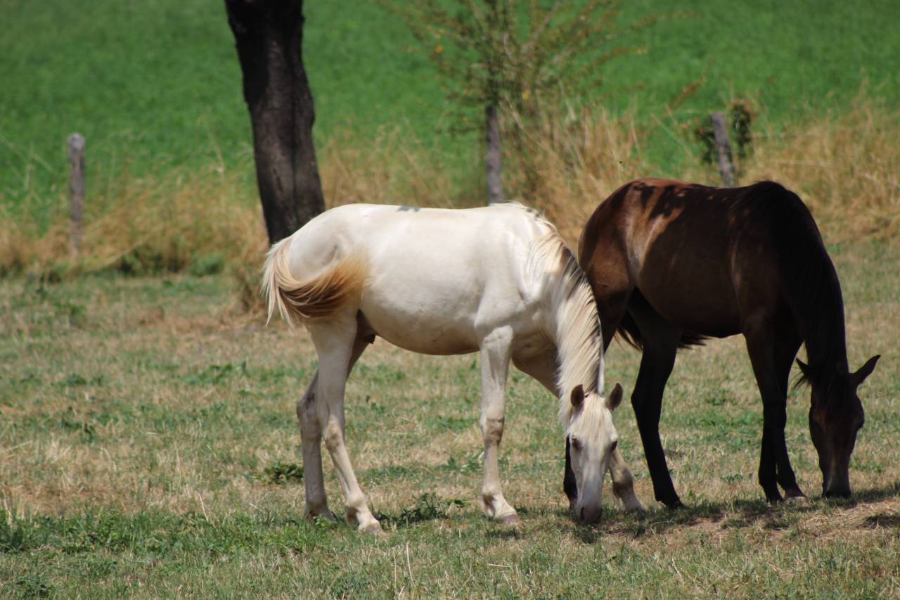 Castrone PRE Andaluso In vendita 2025 Cremello
