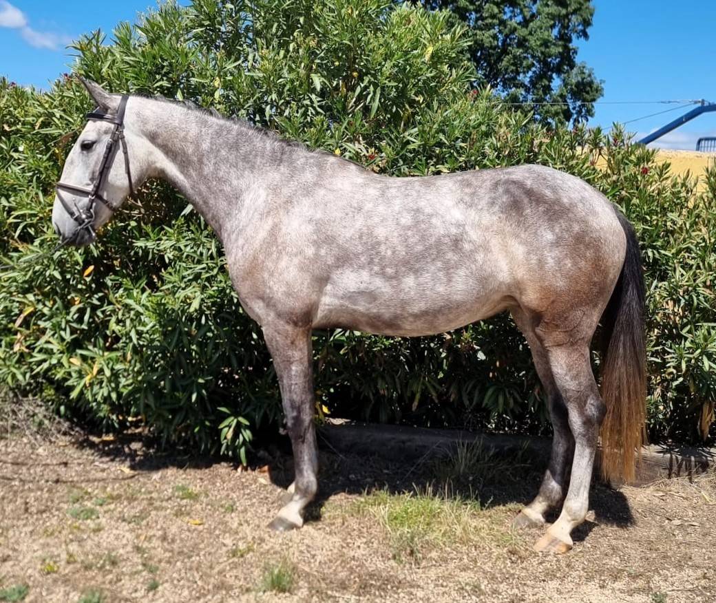 Cavalla Lusitano In vendita 2022 Grigio