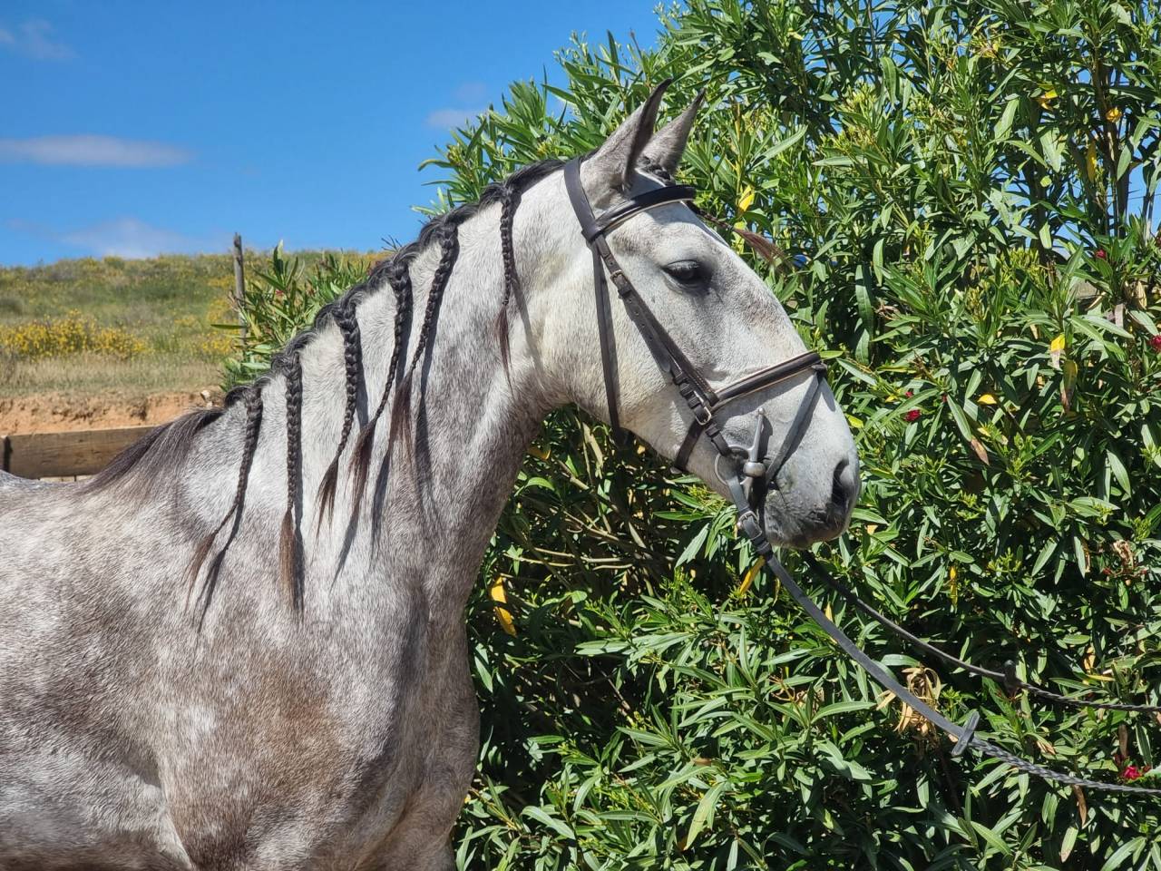 Cavalla Lusitano In vendita 2022 Grigio