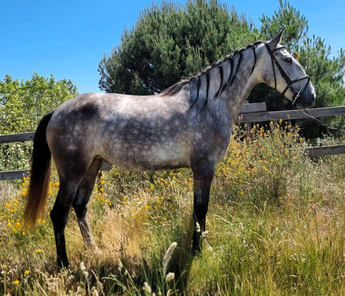 Cavalla Lusitano In vendita 2022 Grigio