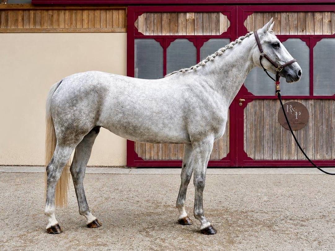 Cavalla Zangersheide In vendita 2023 Grigio ,  Conte Bellini