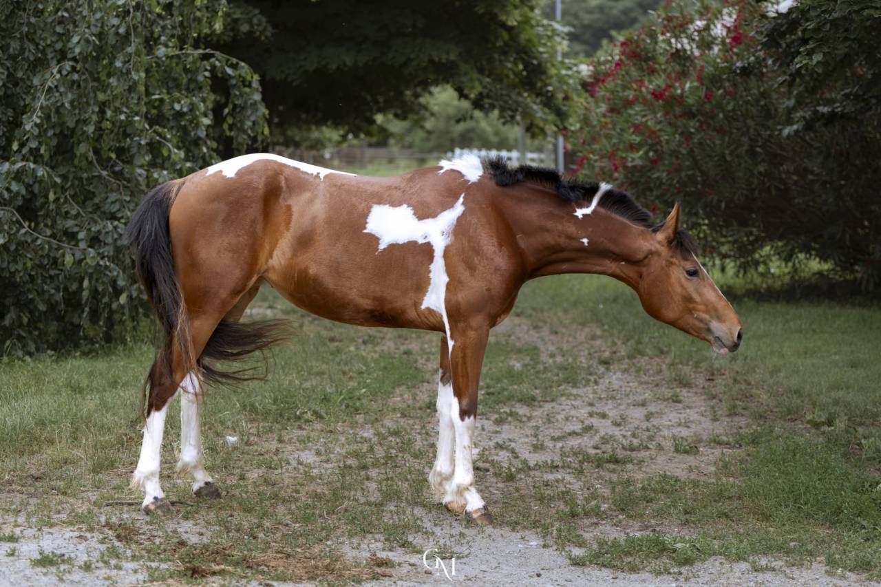 DORA - puledra incrocio paint 