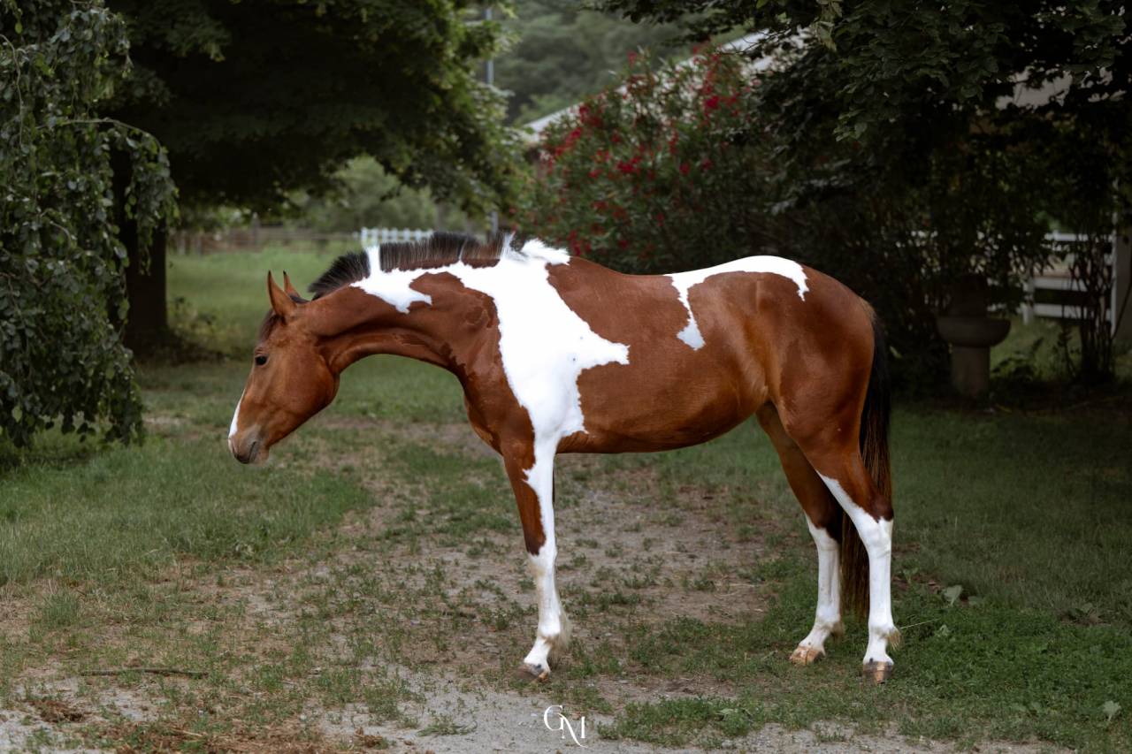 DORA - puledra incrocio paint 