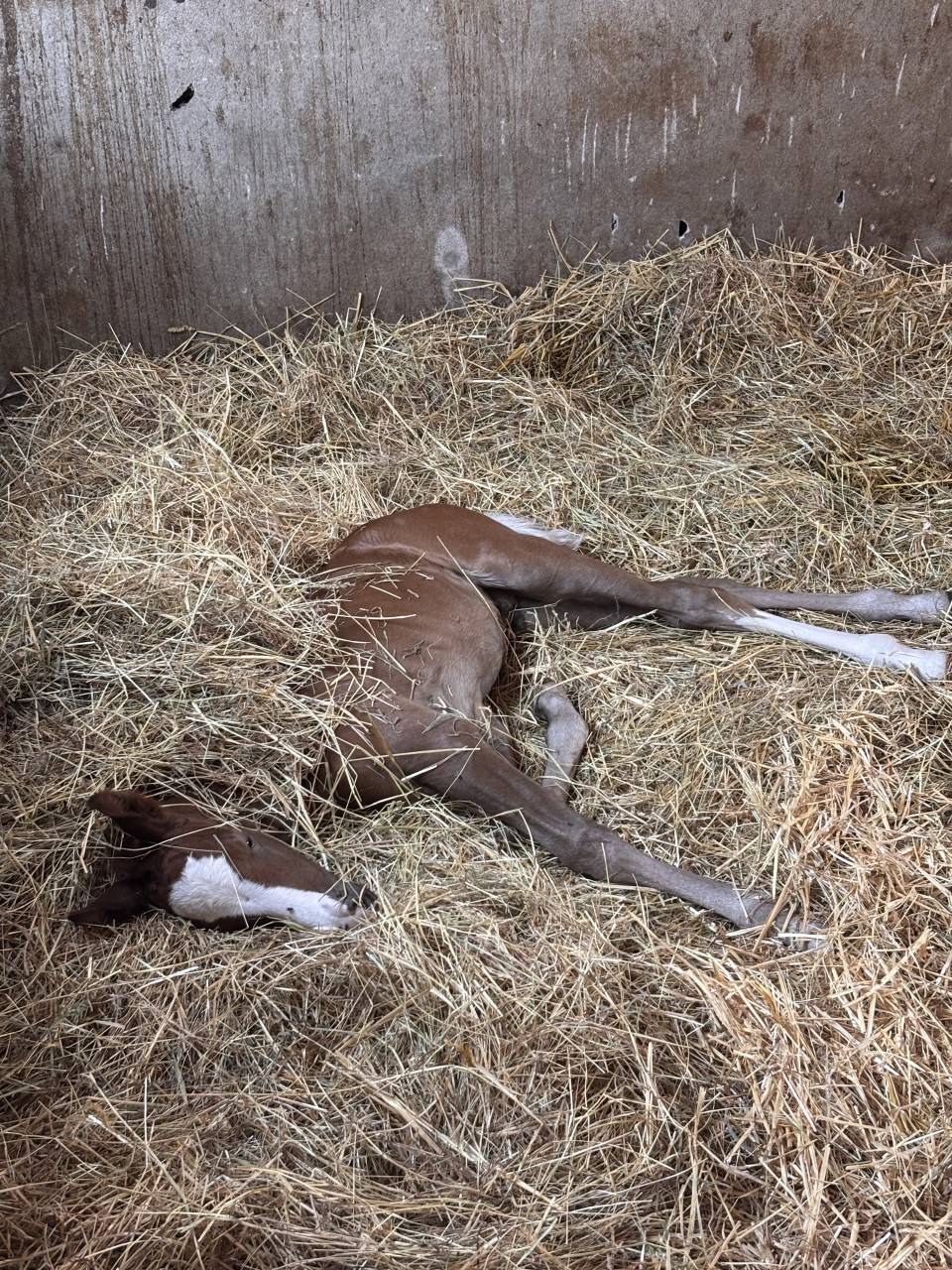 Intero Welsh Part Bred In vendita 2026 Sauro