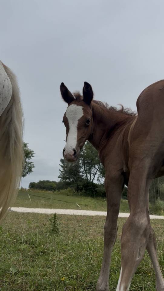 Intero Welsh Part Bred In vendita 2026 Sauro